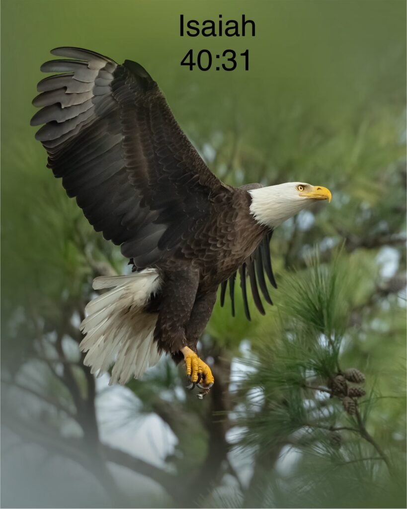 Eagles Have Expectations Not Afraid to Believe