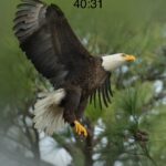 Freedom is in Christ. So fly like an eagle, fearless, tenacious and powerful.